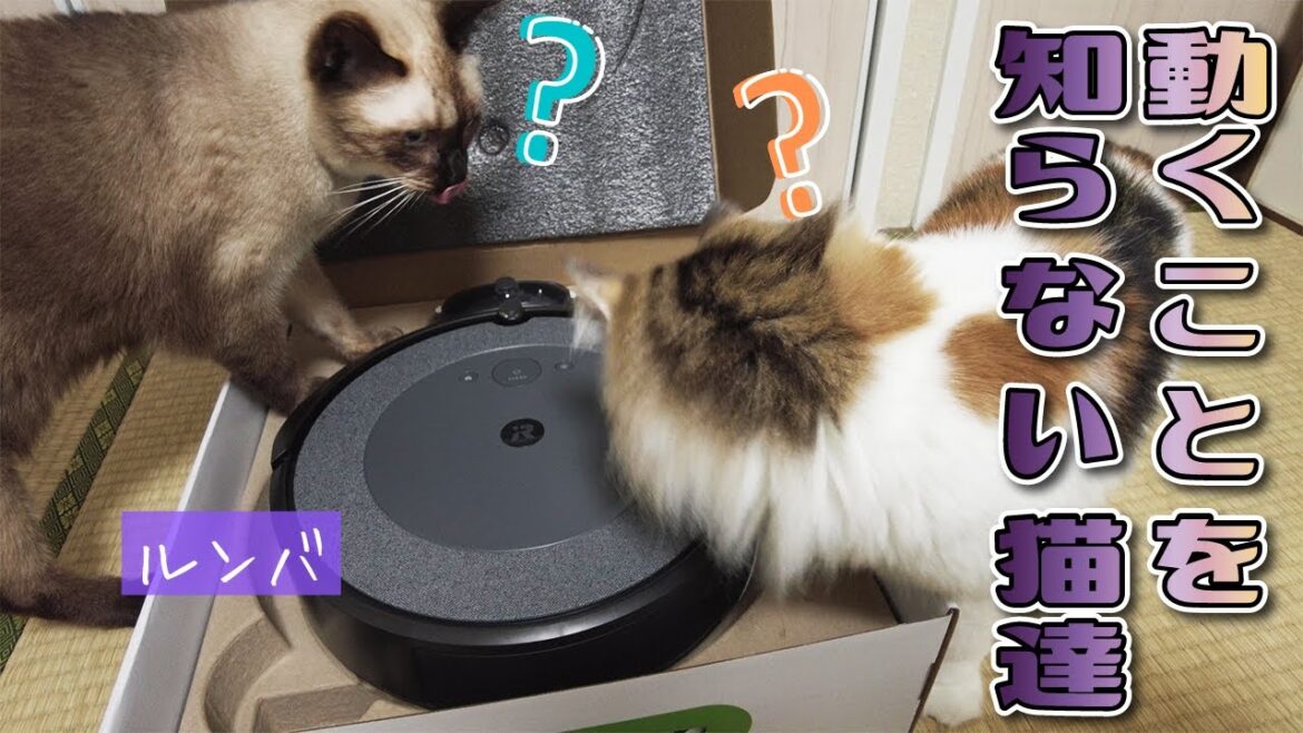 この後動くルンバを見た保護猫＆美人猫の反応がまさかのｗｗ【シャム猫/シャムミックス・ノルウェージャンフォレストキャット】