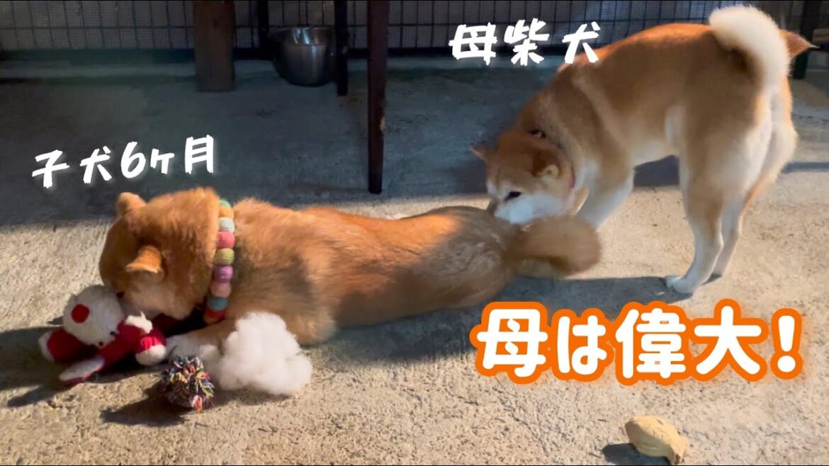 生後6ヶ月の巨体子犬の世話をする母性が強い母柴犬が素晴らしい！