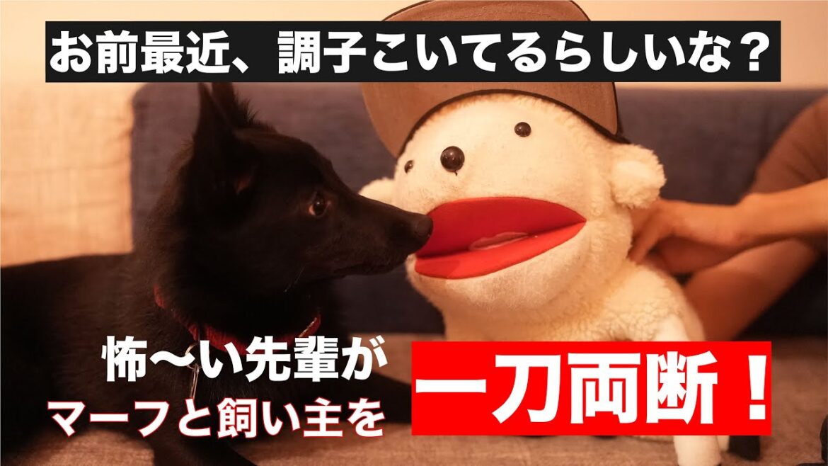 《生後６ヶ月》愛犬のしつけに強力な助っ人が登場👽スキッパーキのマーフ