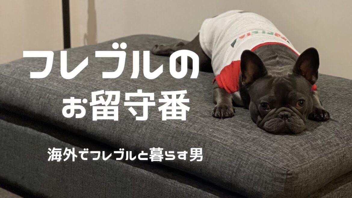 ファーボとコングでお留守番するフレンチブルドッグ 【海外生活】
