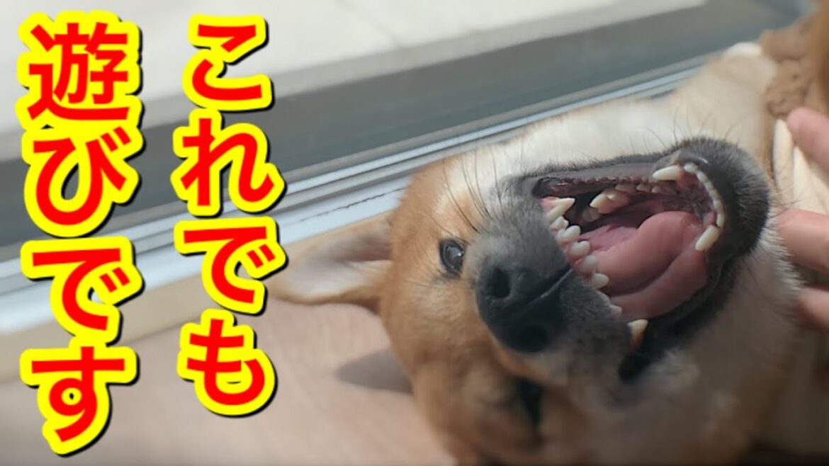 柴犬を飼ってはいけない5つの理由