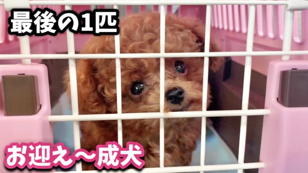 売れ残りだった1匹の極小トイプードル子犬をお迎えしてから今まで【トイプードルのコロン】