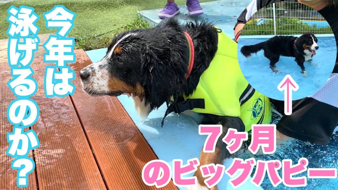バニ友とドッグプールリベンジ!!今年は泳げるのか!?【バーニーズマウンテンドッグ】 バニ友とドッグプールリベンジ!!今年は泳げるのか!?【バーニーズマウンテンドッグ】