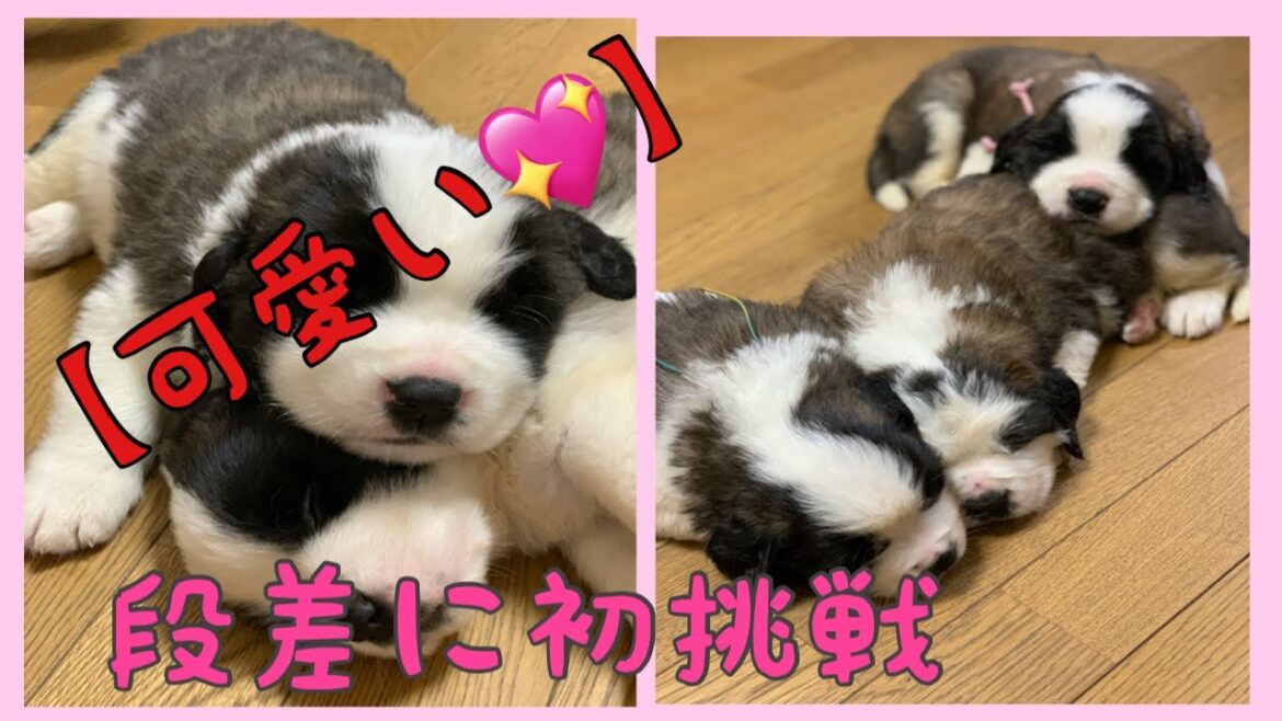 【セントバーナード】初めての段差に初挑戦