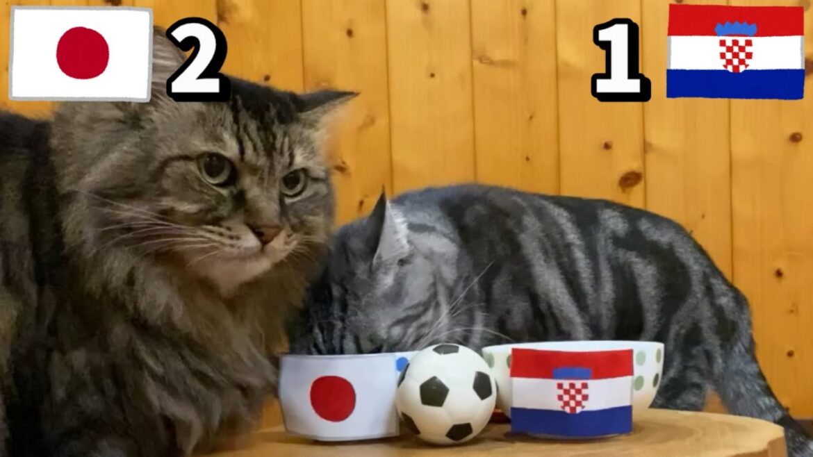 W杯 日本vsクロアチア 猫による試合予想の結果がこちら