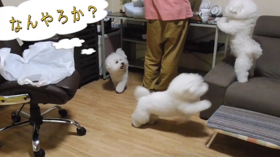 可愛い性格の犬！ビションフリーゼ