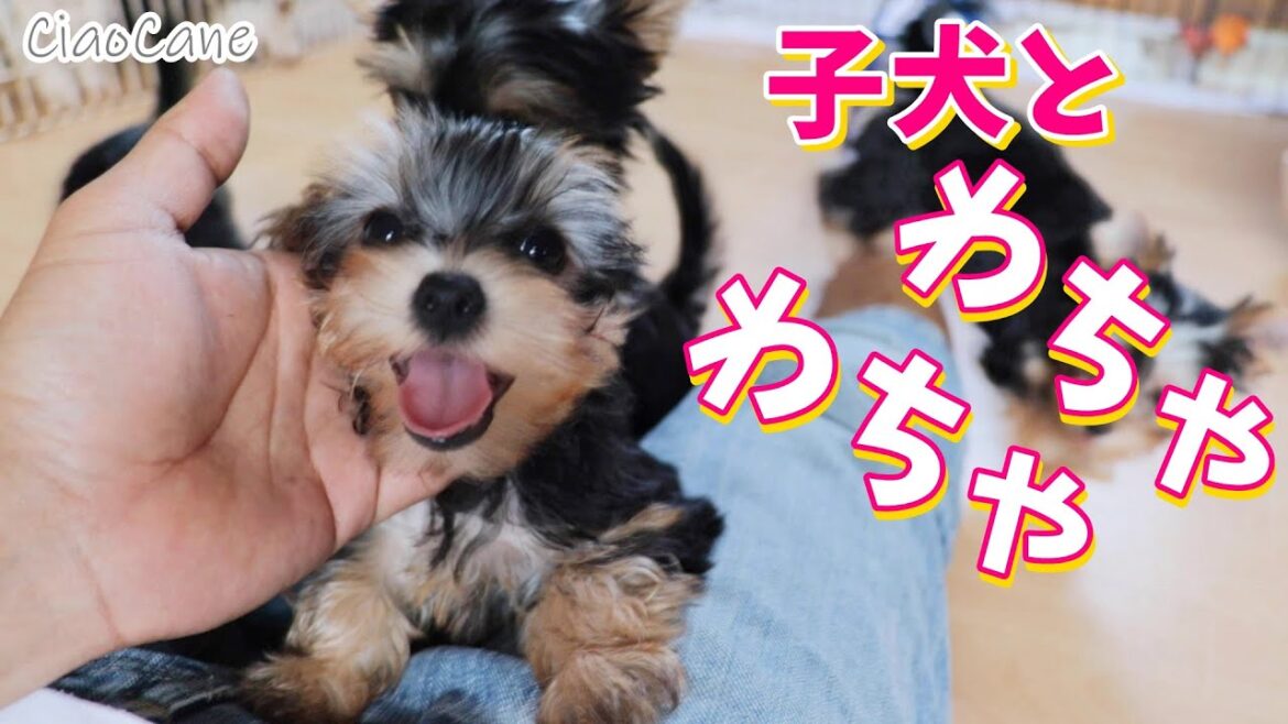 犬の幼稚園！子犬と遊ぼう♪【ヨークシャーテリア専門犬舎チャオカーネ】
