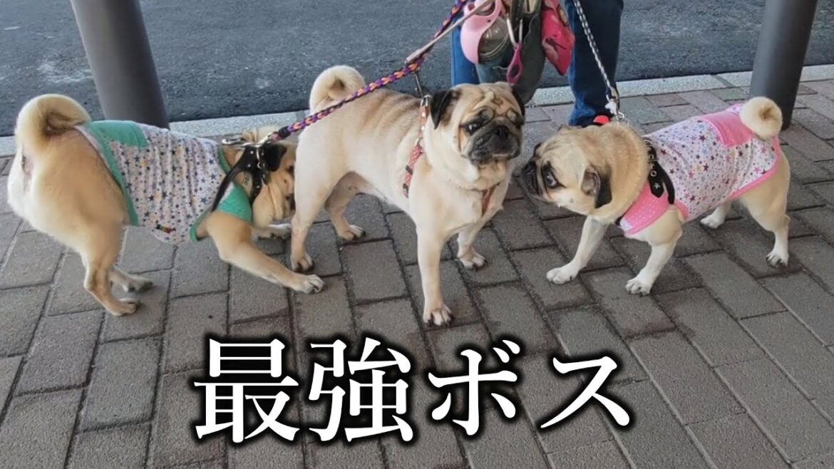 ケンカになりかけるも一瞬でボスに成り上がる元繁殖犬 ケンカになりかけるも一瞬でボスに成り上がる元繁殖犬