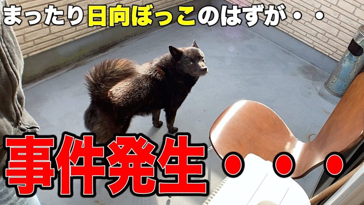 甲斐犬と日向ぼっこしてたら事件発生