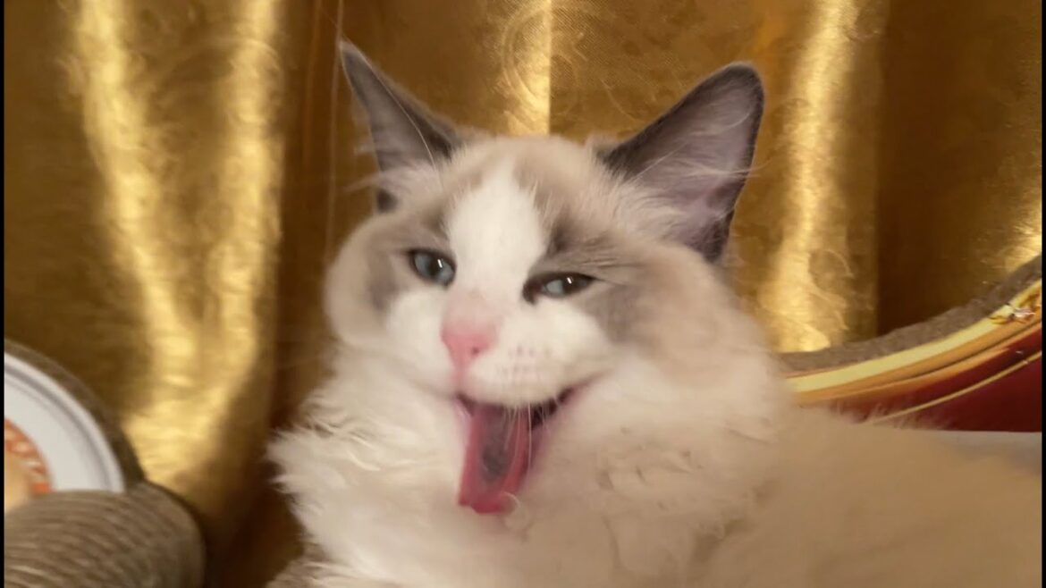 🧚🏼‍♀️WelcomToラグドールLand🧚