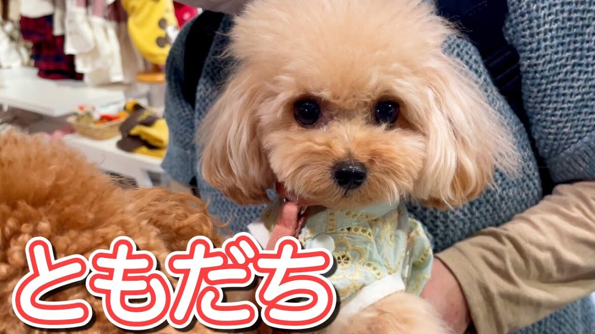 【トイプードルのテト】室内ドッグランとたくさんのおともだち#toypoodle