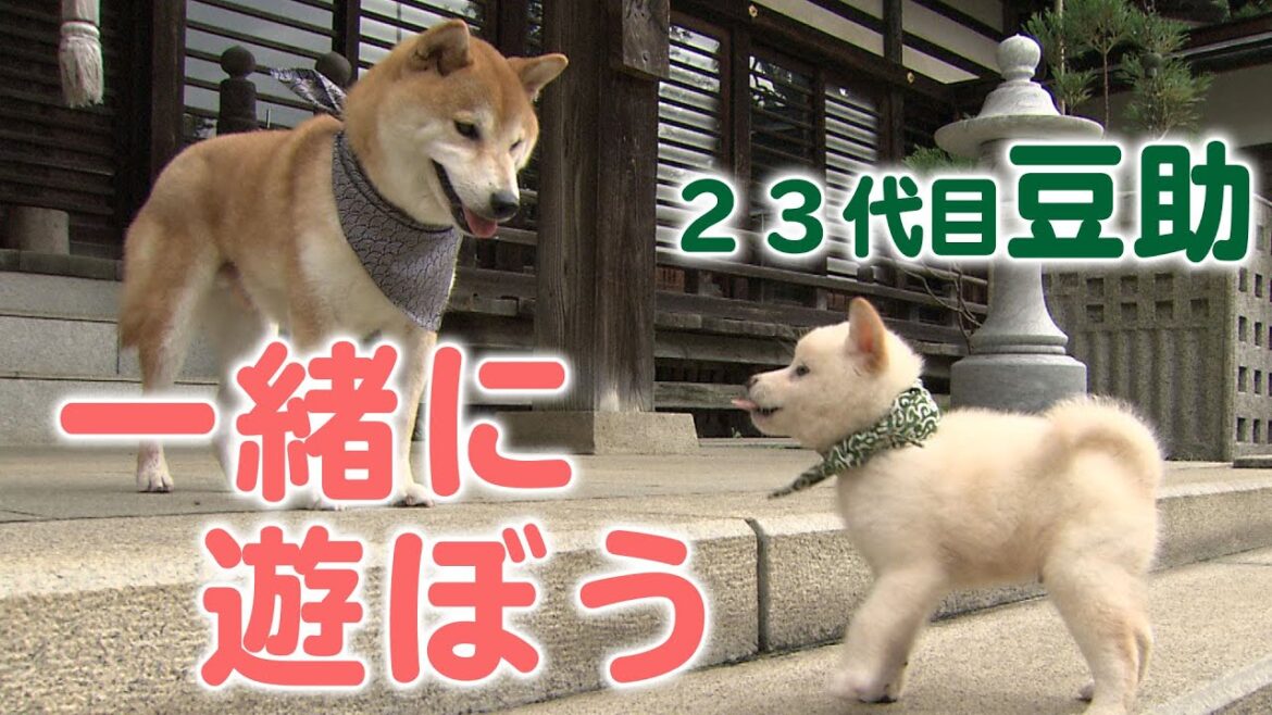 50万回再生♪待ってよ〜！豆助が近所のお兄ちゃんと向かった先は…【柴犬・豆柴】[Shiba Inu / Mameshiba/Puppy]