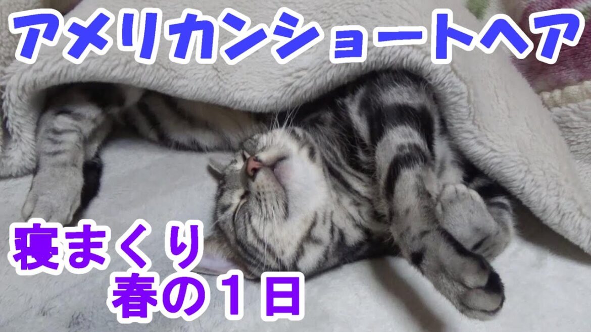 寝まくる春の1日 (アメリカンショートヘア) 寝まくる春の1日 (アメリカンショートヘア)