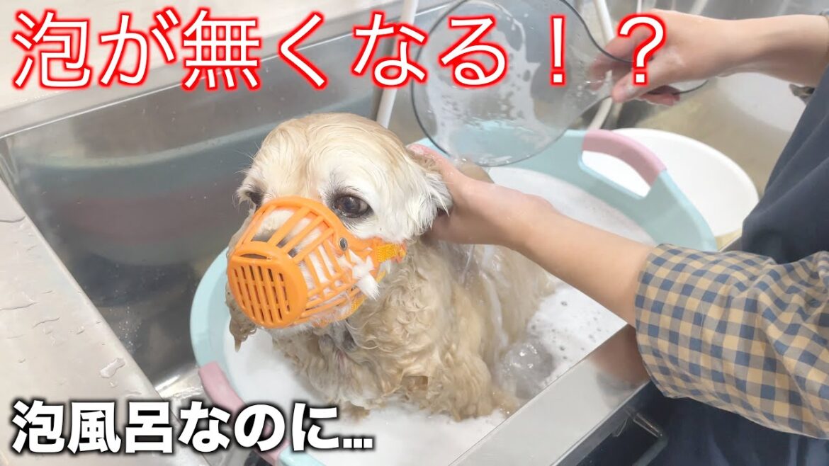 コッカーのココちゃん!噛まなくなってきた後の問題が… コッカーのココちゃん!噛まなくなってきた後の問題が...