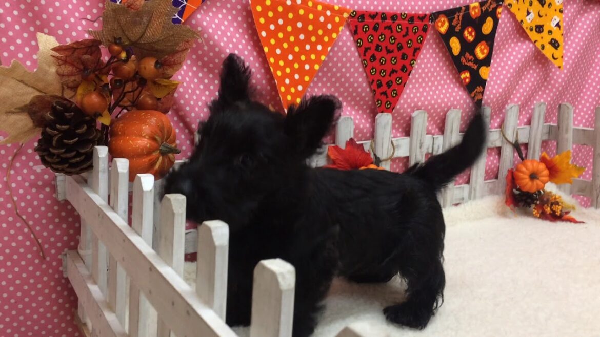 Coo&RIKU　No.353336　スコティッシュテリア