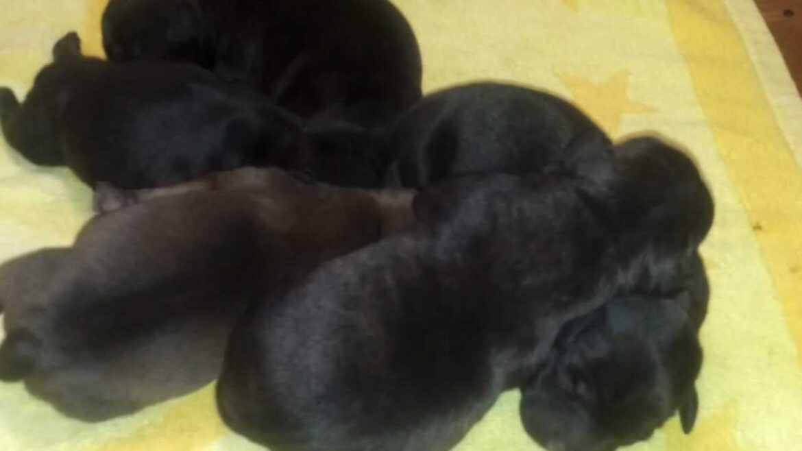 スタッフォードシャーブルテリア子犬誕生！！