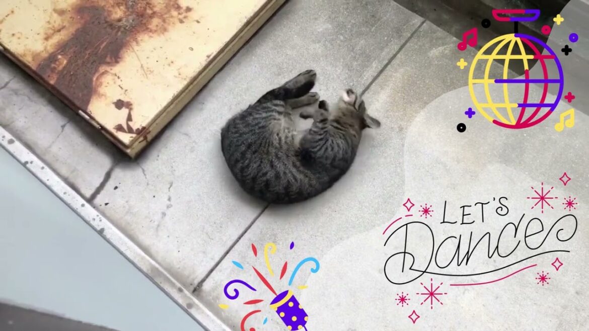 【踊ってみた】ミーちゃんのダンス１５回。【日本猫のミーちゃん】