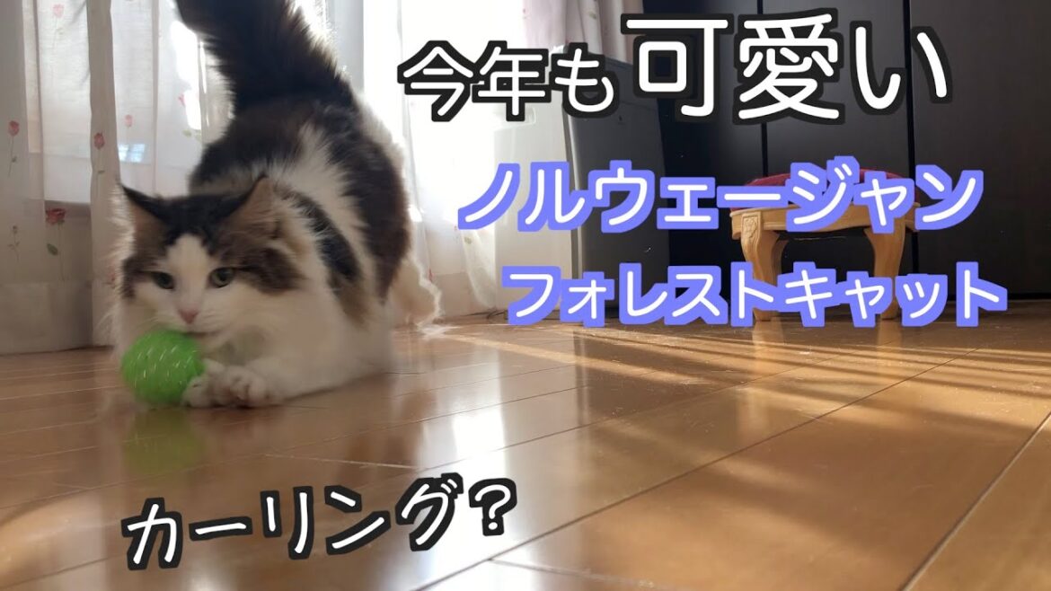 今年も可愛いが止まらない!ノルウェージャンフォレストキャット 今年も可愛いが止まらない!ノルウェージャンフォレストキャット