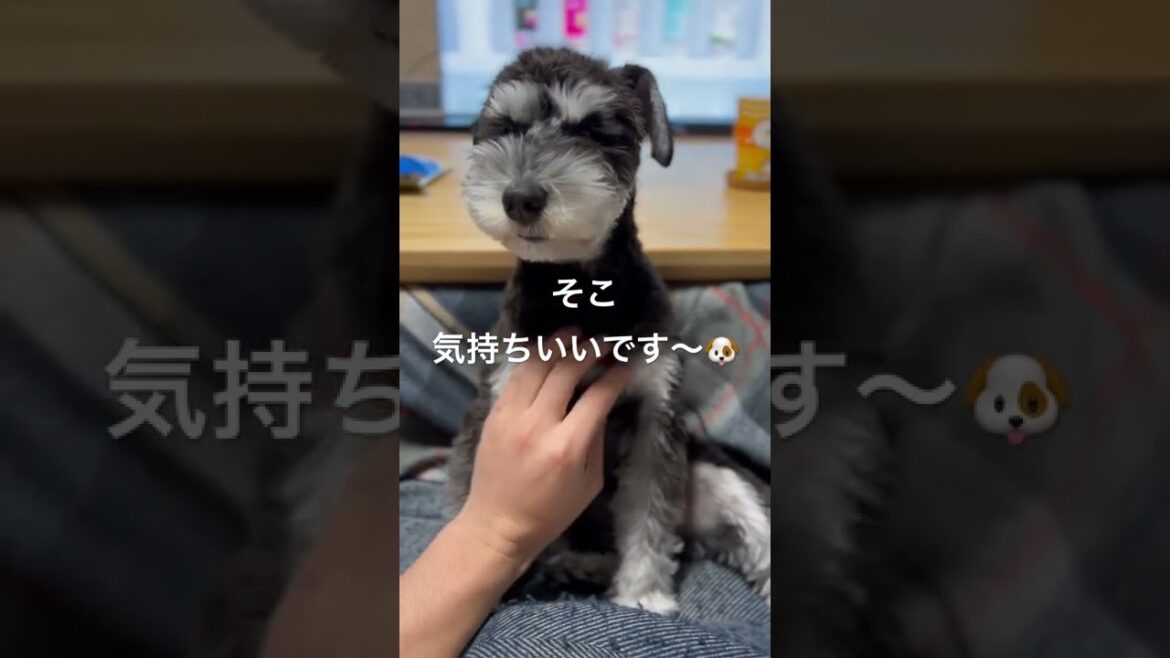 子犬の鳩むねを撫で撫でしてみた【ミニチュアシュナウザー子犬】