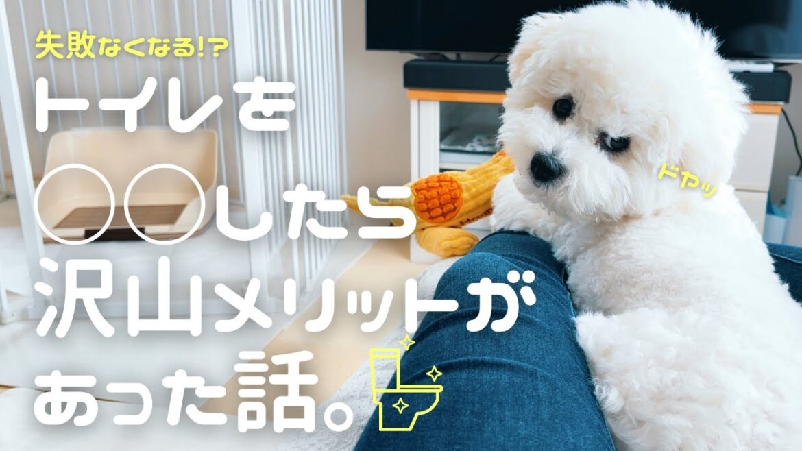 【しつけ】ビションフリーゼ 子犬のトイレ事情!! 失敗を防ぐ我が家での新しい取組み