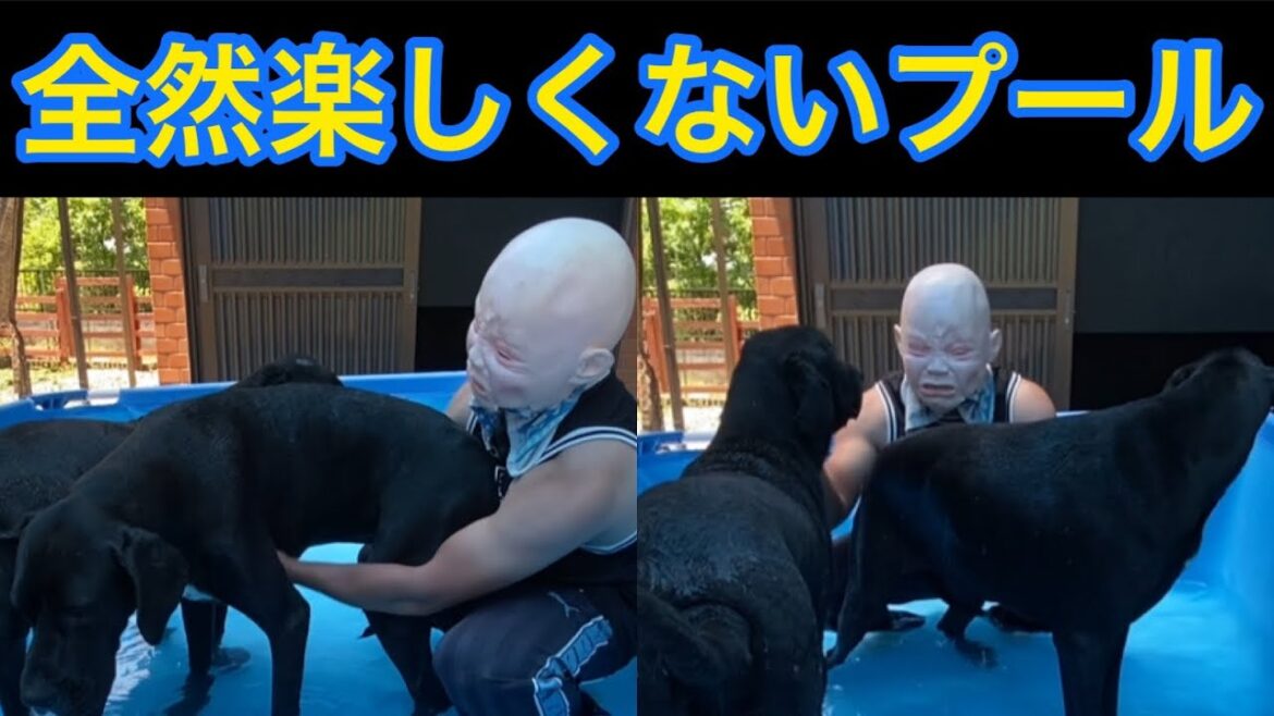 楽しくないプール🫣🏊💦 ニューファンドランドボス君 グレートデーン クィーンちゃん 渡辺ボス 大型犬 超大型犬 大きいプール お庭 犬好き