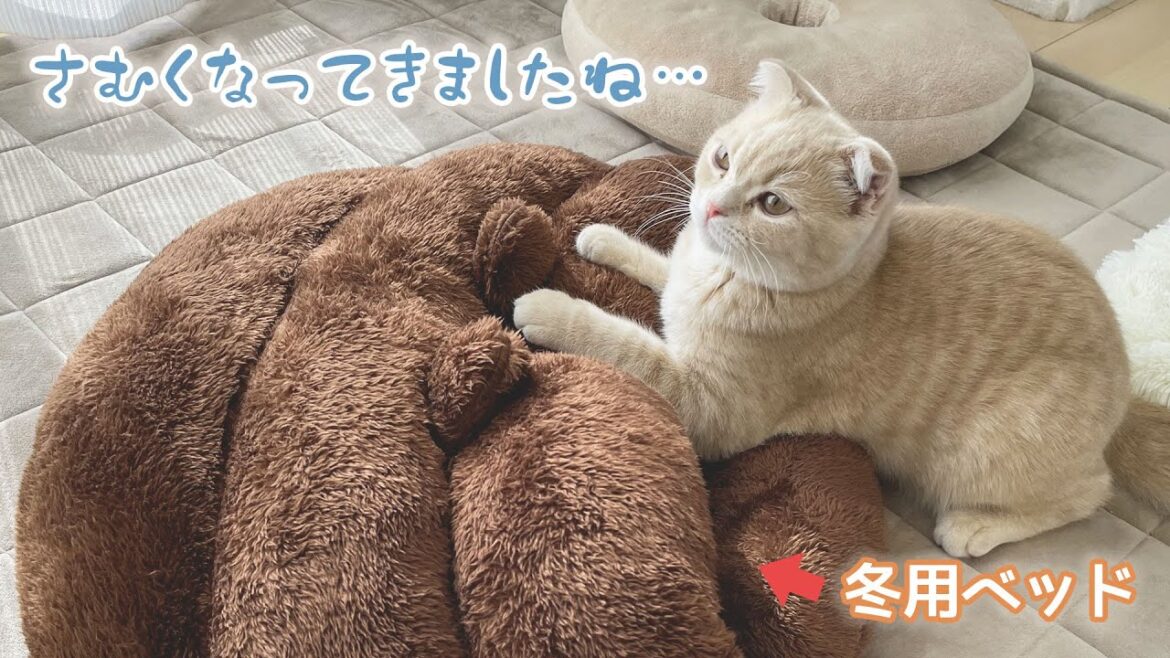 子猫の冬支度はじめました【スコティッシュフォールド】