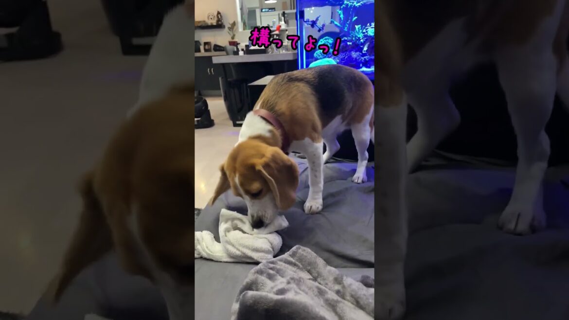構ってほしくて、色々試みるビーグル犬　#shorts