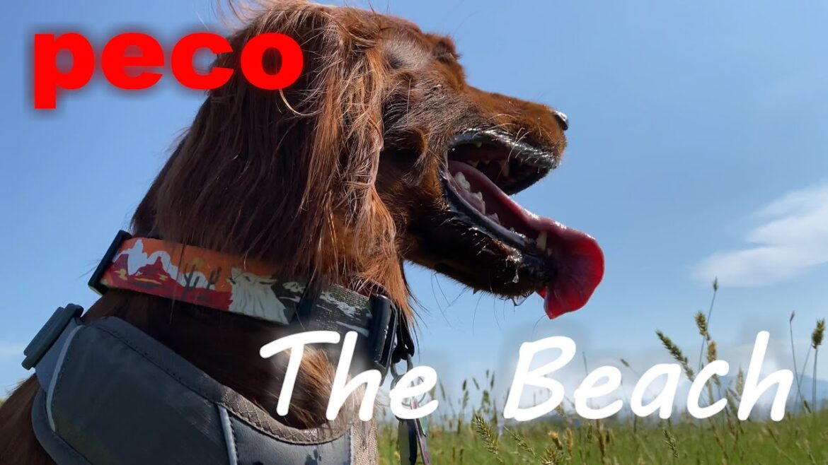 ザ・ビーチ（peco　The Beach）　アイリッシュセター（アイリッシュセッター）Irish Setor（Irish Setter）