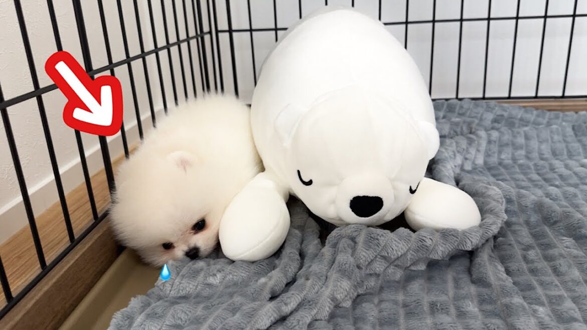 先住猫と遊んでいたら、いじけちゃった子犬が可愛すぎた...！