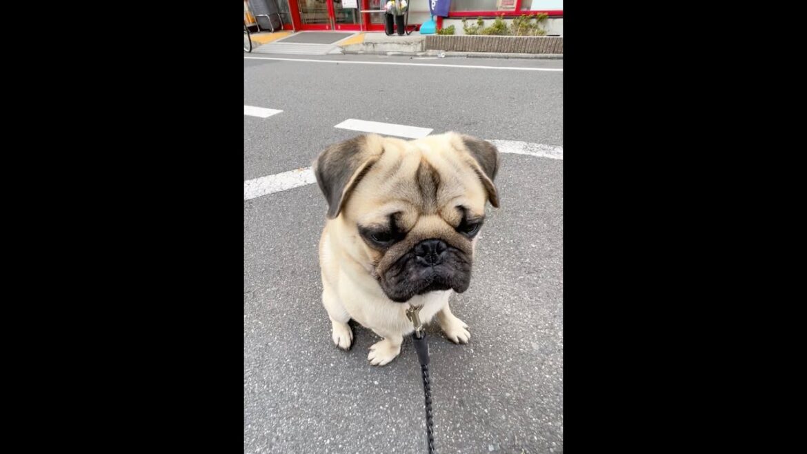 [パグ]まだ眠い🐶💤 手の向き変だよ🤨(still sleepy) #shorts