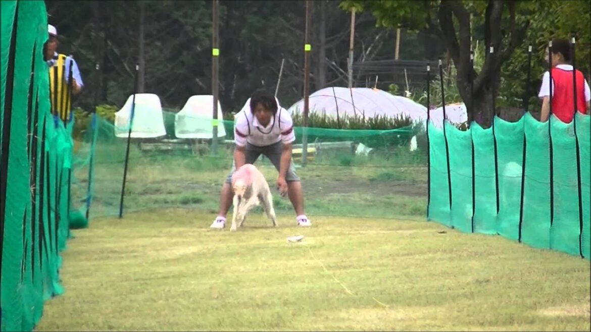 【サルーキ】ザフラ ルアーコーシング Saluki 2014.05.25
