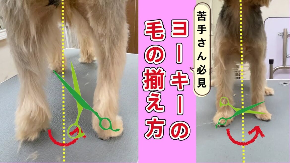 #57【ヨーキーの毛の切り方】