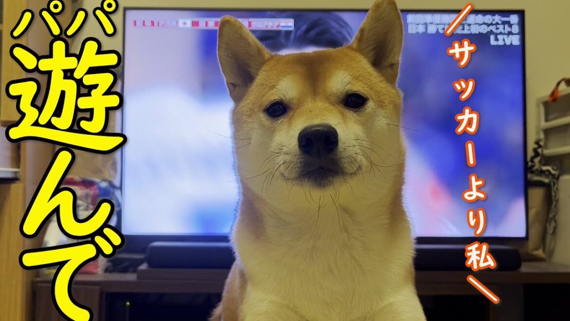 【かわいい】遊んで欲しい柴犬を無視してサッカー観戦するとこうなる