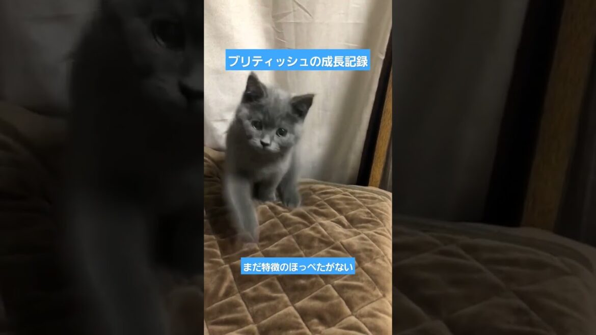 ブリティッシュショートヘアについて#shorts