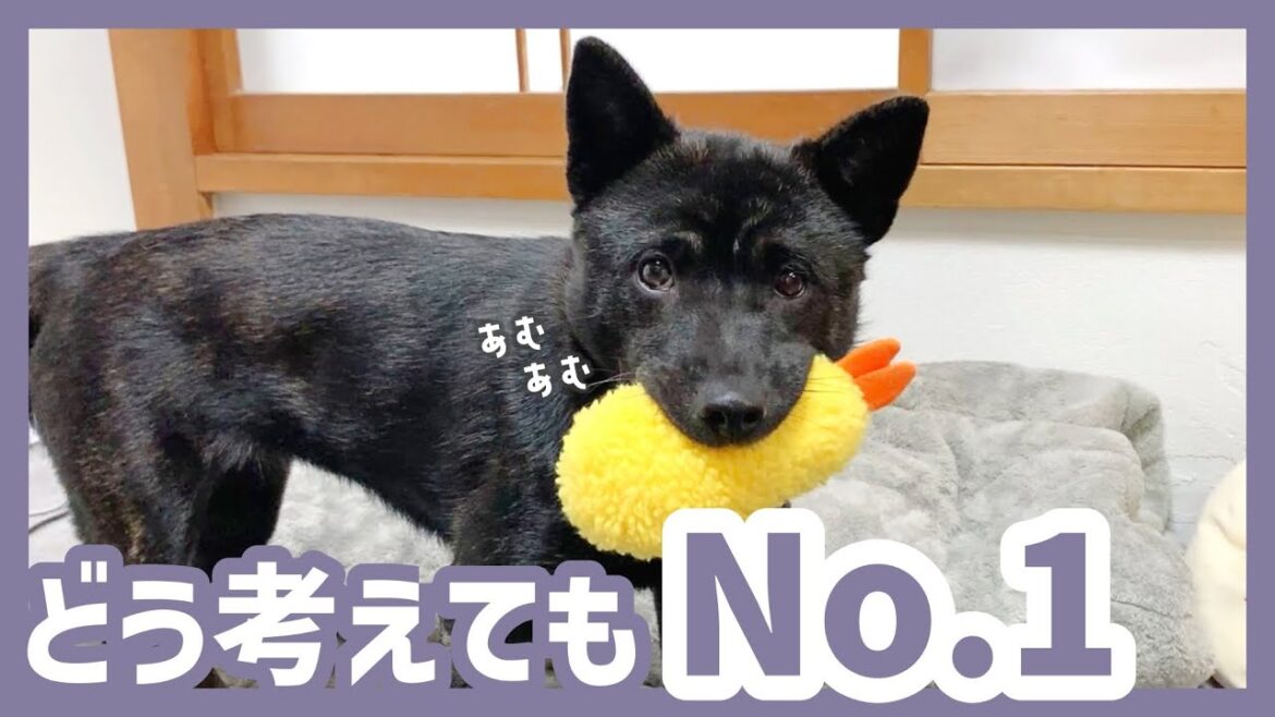 【甲斐犬】遊んでる姿が超可愛すぎる！エビ天ぬいぐるみをプレゼントしました
