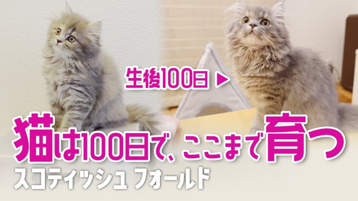 【100日目】子猫がうちにやってきた　赤ちゃんスコティッシュフォールド