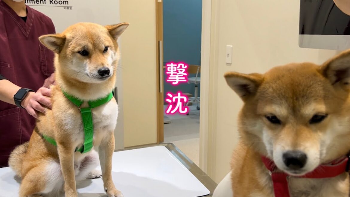 診察台に上がった瞬間うなだれる柴犬たちが可愛い 診察台に上がった瞬間うなだれる柴犬たちが可愛い