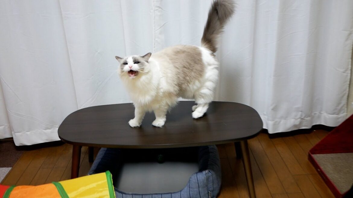 今日もラグドールの鳴き声に癒された…猫と飼い主の平和な田舎暮らし