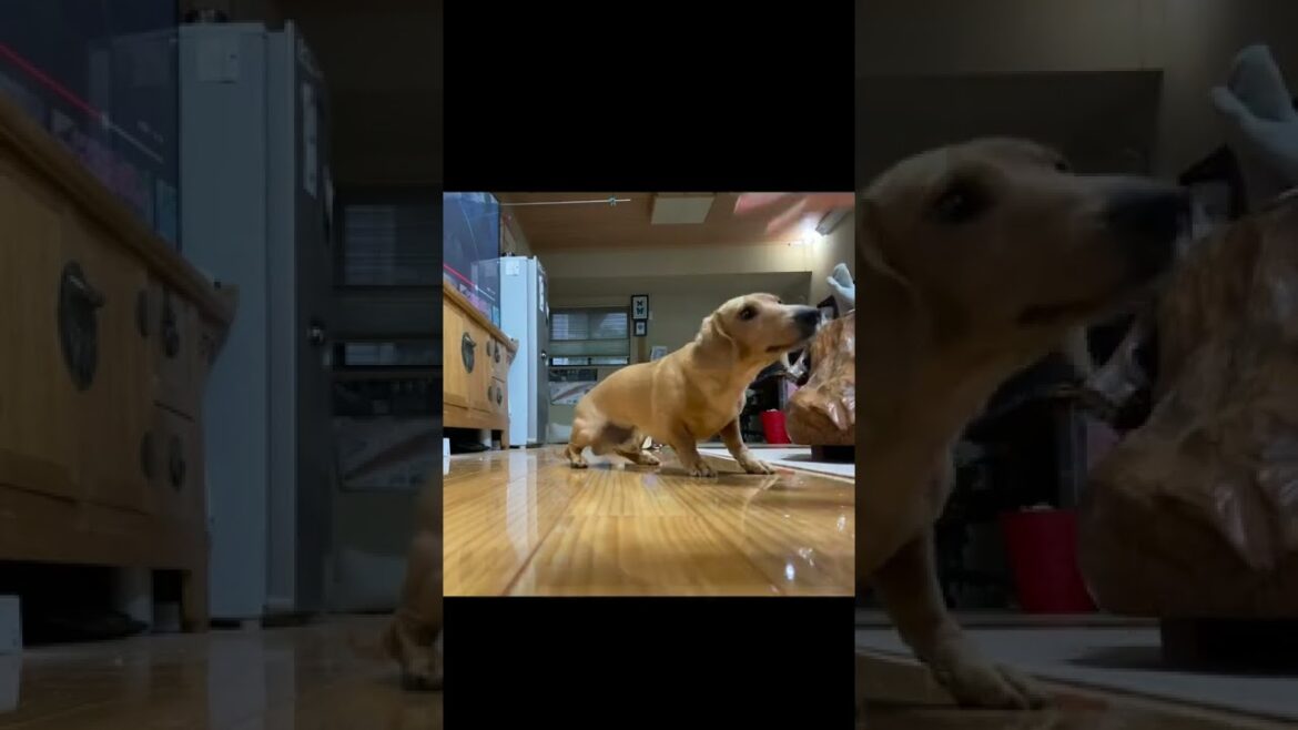 犬、おすわり、おてて、ダッシュ。#shorts #ダックスフンド #スムース