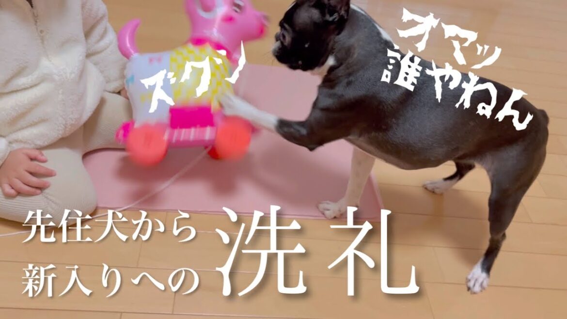 【ご報告】新しい家族が増えました/ボストンテリア 【ご報告】新しい家族が増えました/ボストンテリア