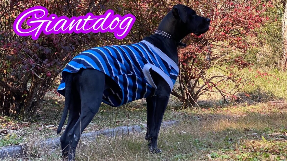 グレートデーン 紅葉🍁 林道 お散歩 超大型 渡辺ボス ニューファンドランド 渡辺ボス newfoundlanddog greatdanedog Giantdog 犬好き 猫好き 保護猫