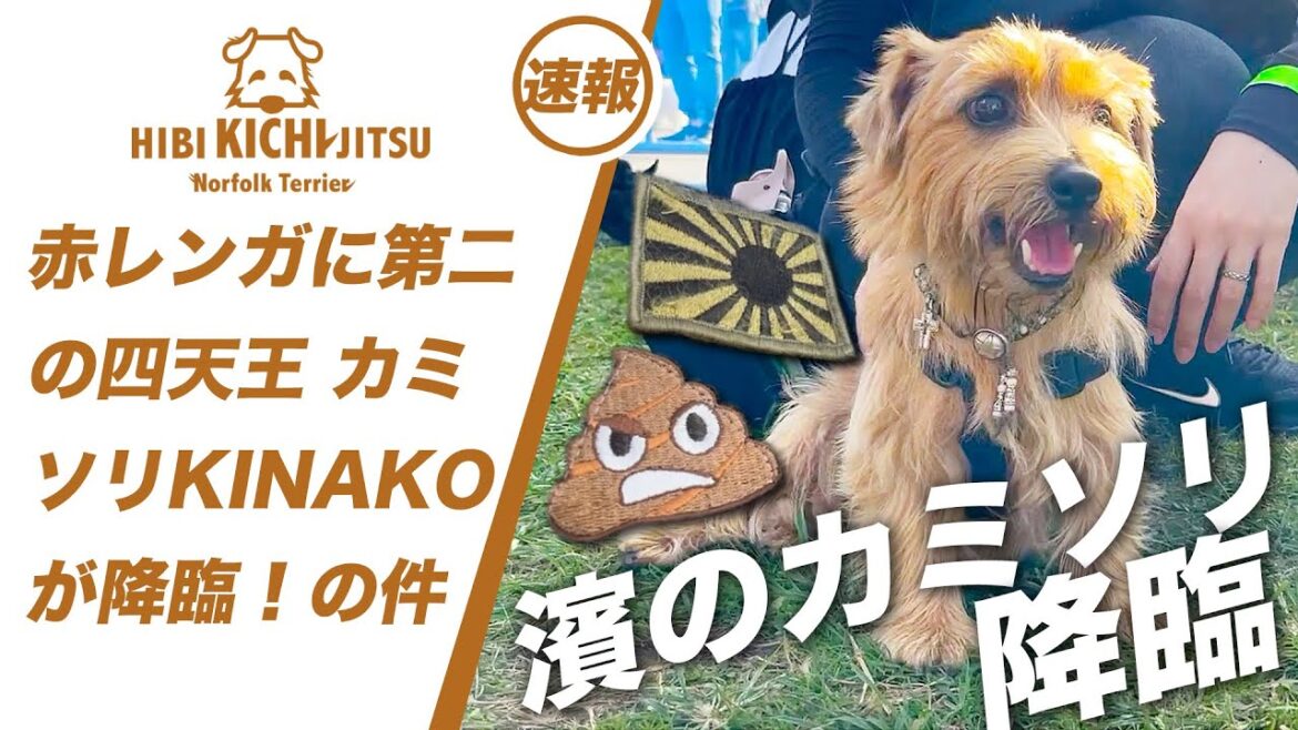 赤レンガに第二の四天王「カミソリKINAKO」が降臨！【ノーフォークテリア   puppy 犬 dog  】