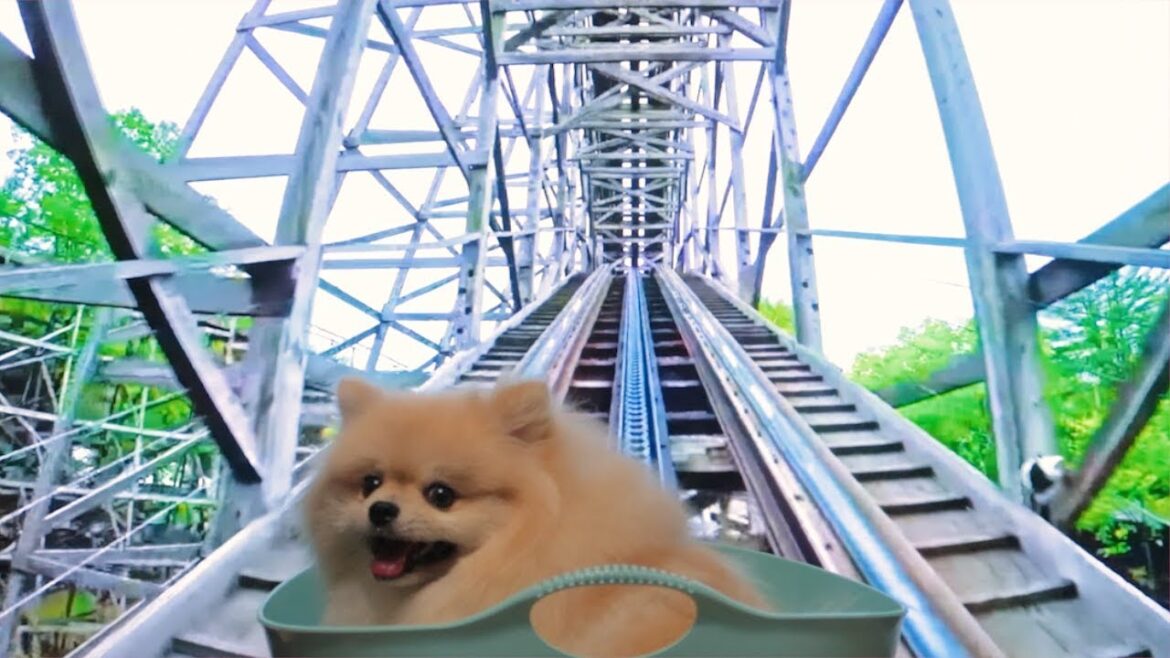初めてのジェットコースター【ポメラニアン犬モチ】 初めてのジェットコースター【ポメラニアン犬モチ】