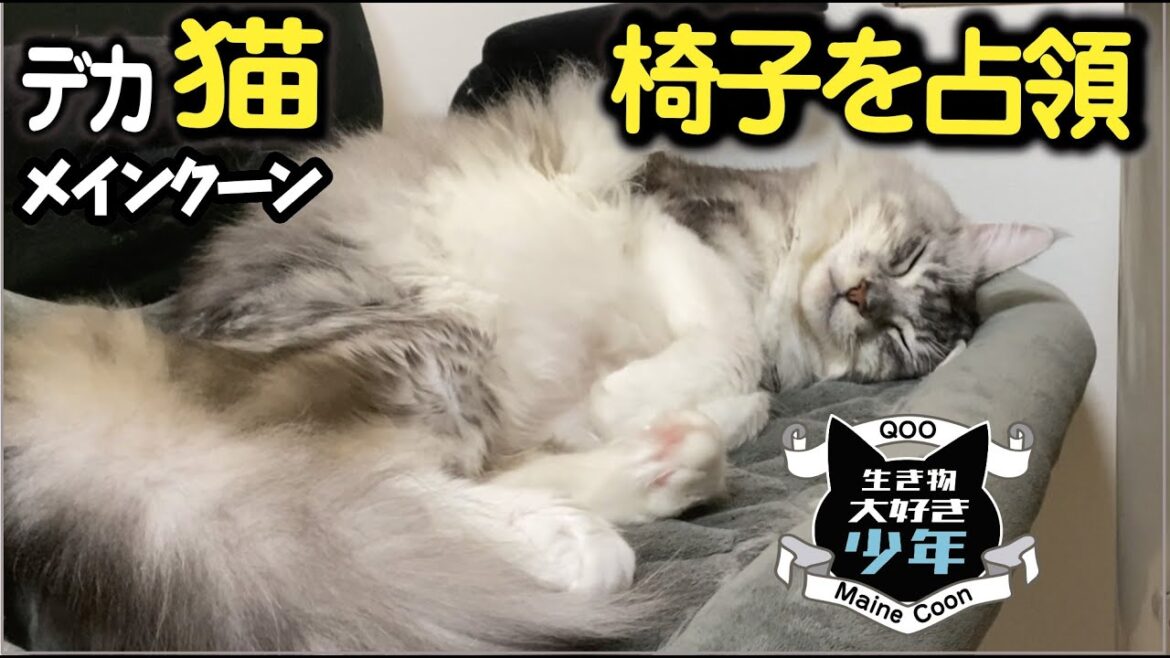 【メインクーン】飼い主の椅子を占領する大型猫。捨てようにも捨てられない