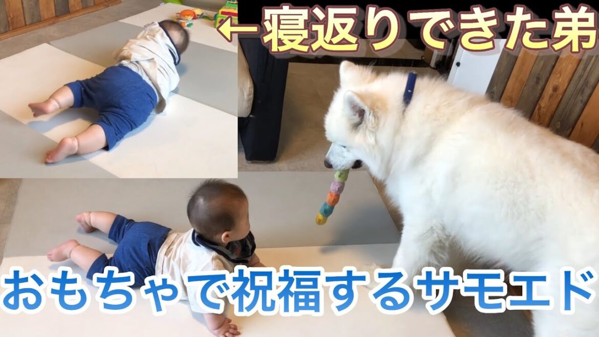 【サモエド】初めて寝返りをした弟と祝福するサモエド【リク】