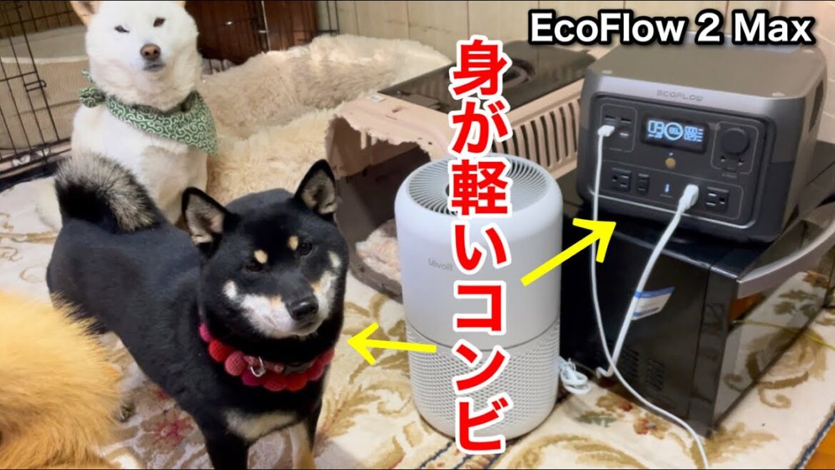 小回りが効く柴犬とポータブル電源｜RIVER 2 Max EcoFlow