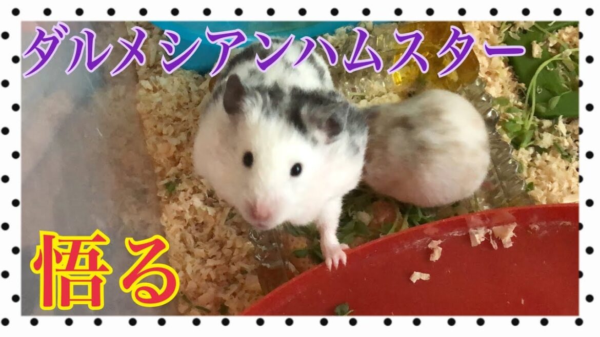 ダルメシアンハムスター母。もう大丈夫。