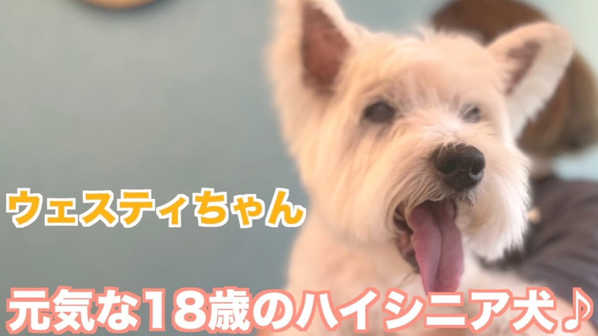 18歳のハイシニア犬ウェスティちゃん♪「マロンちゃん」2021年9月3日(金)