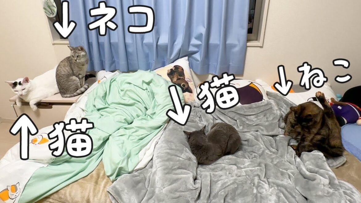 娘の部屋が猫まみれになりましたw 娘の部屋が猫まみれになりましたw