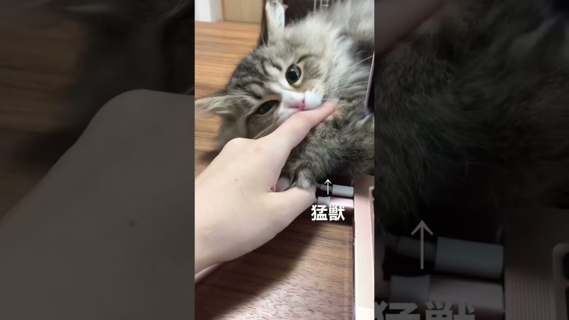 猛獣【サイベリアン】Beast